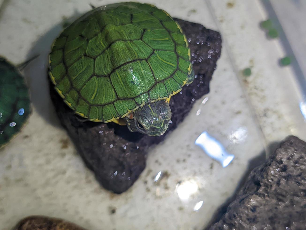A close up of Trachemys scripta elegans photo
