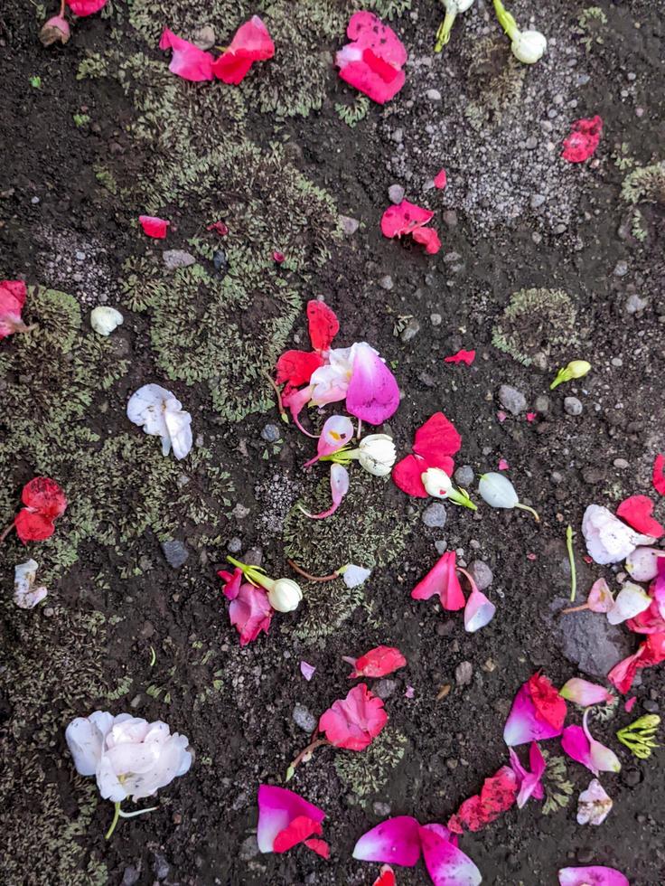 A flowers sprinkled on graves photo