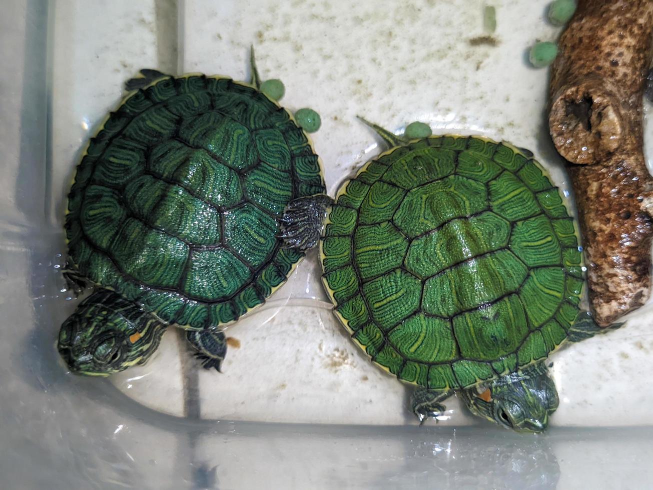 A close up of Trachemys scripta elegans photo