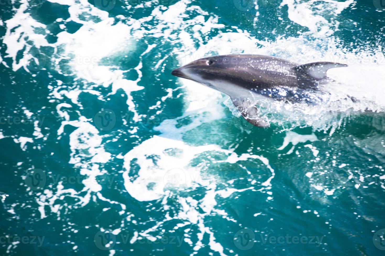 Humpback whale jumping on the water. The whale is spraying water and ready to fall on its back. Humpback Whales pacific Ocean. Pictures of sea creatures living in nature and beautiful ocean. photo