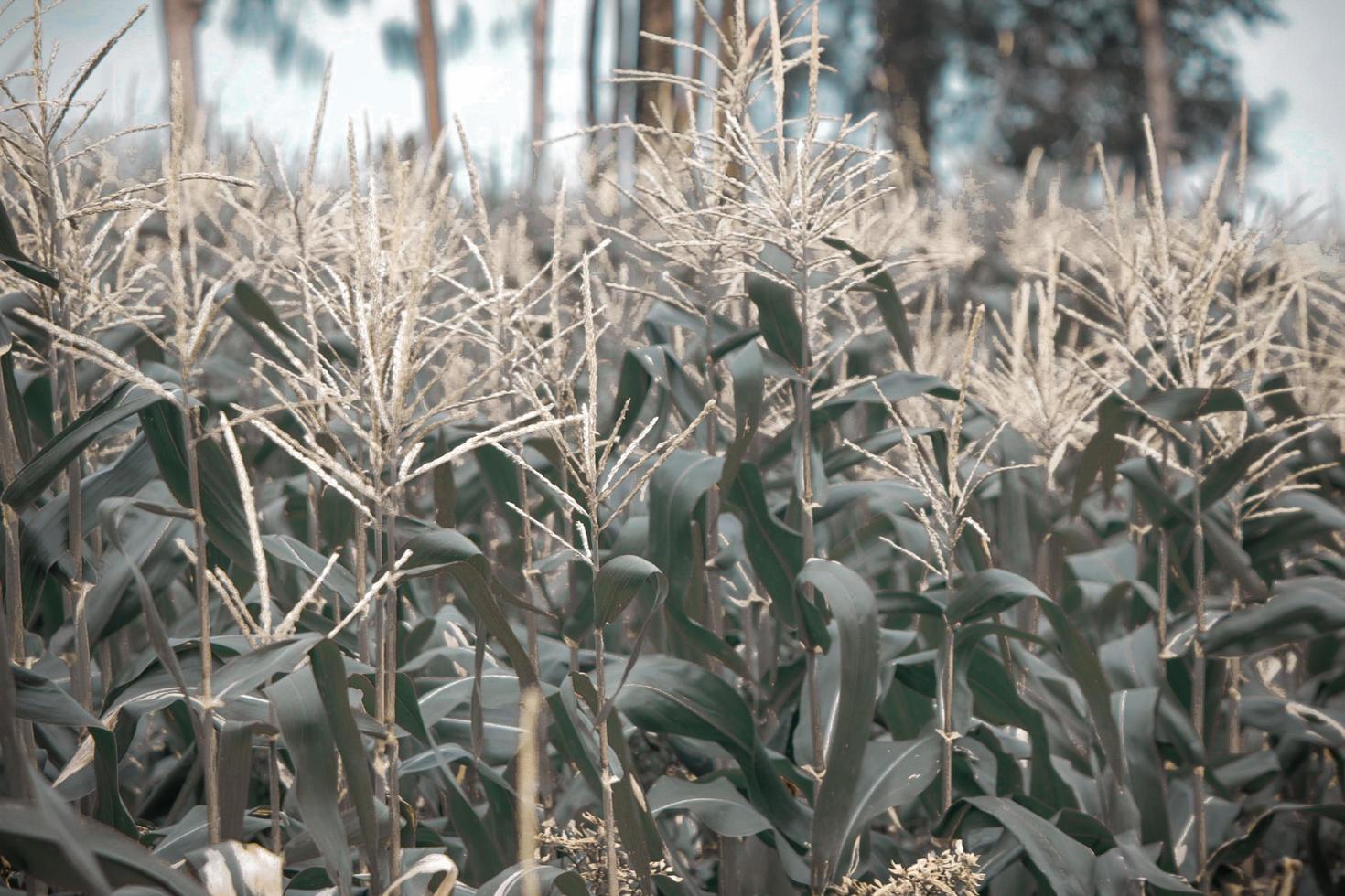 Photo of yellow corn plants during the day