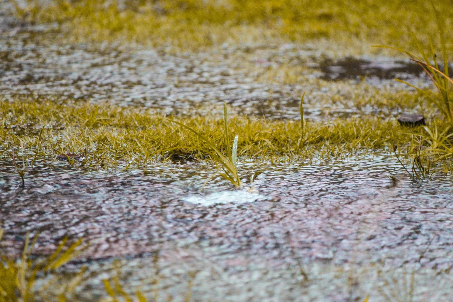 photo of raindrops during the day