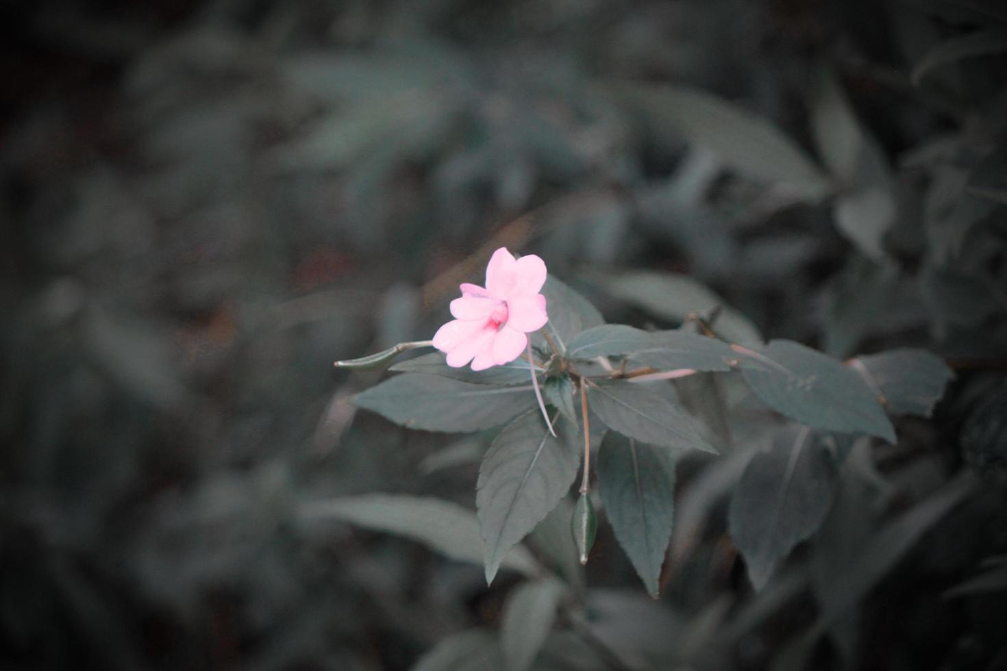 foto de púrpura flores durante el día