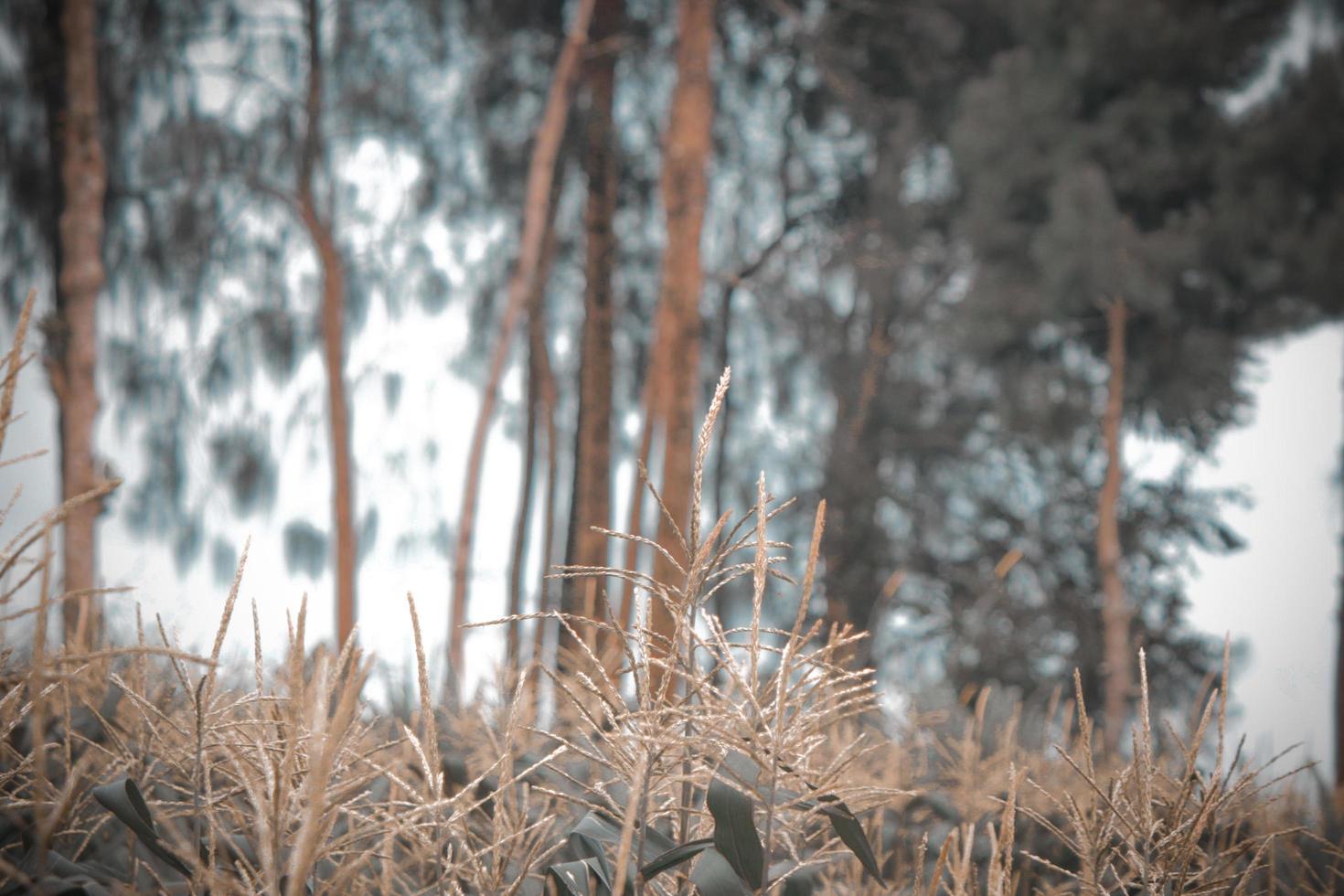 photo of green trees on the slopes of the hills during the day