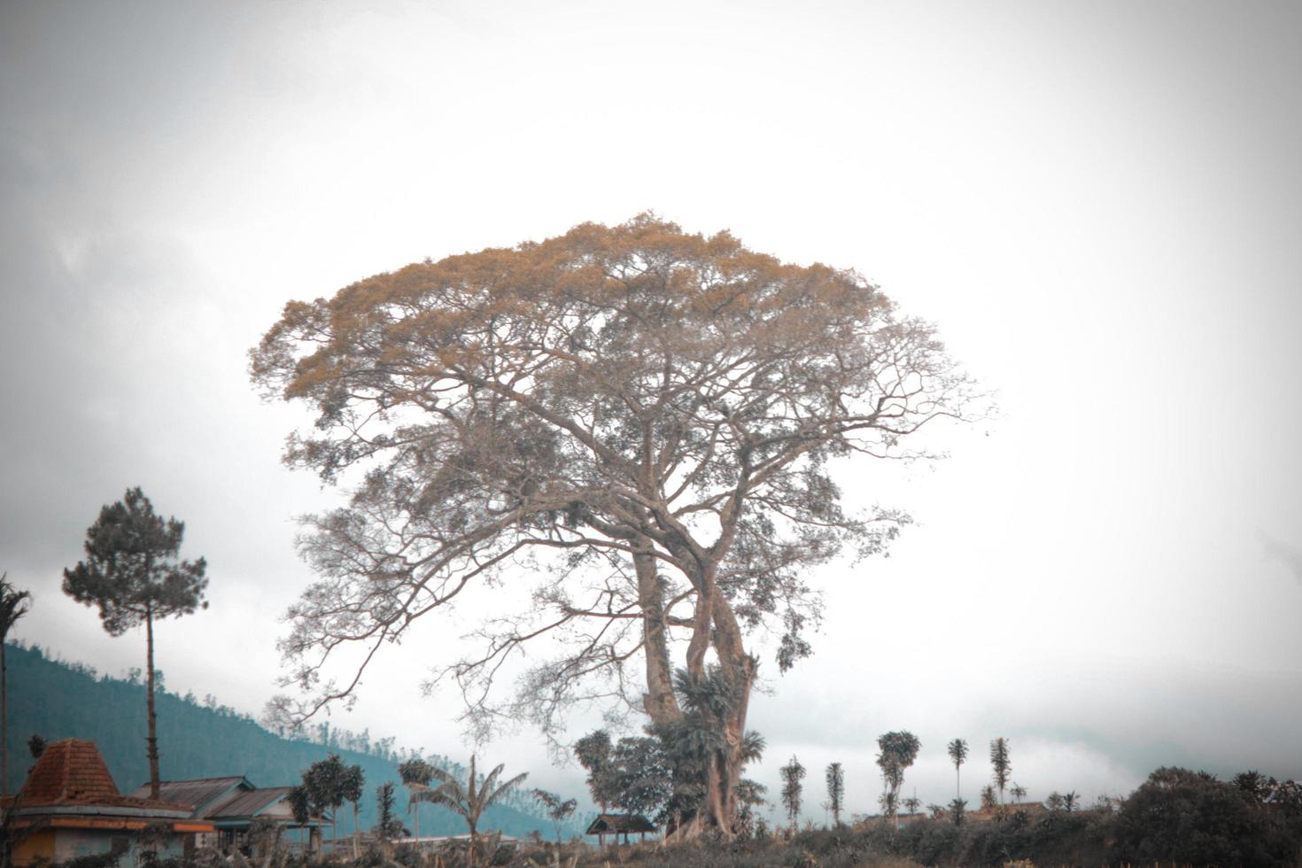 photo of green trees on the slopes of the hills during the day