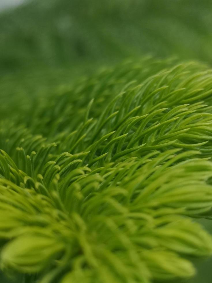Spruce leaves needle photo
