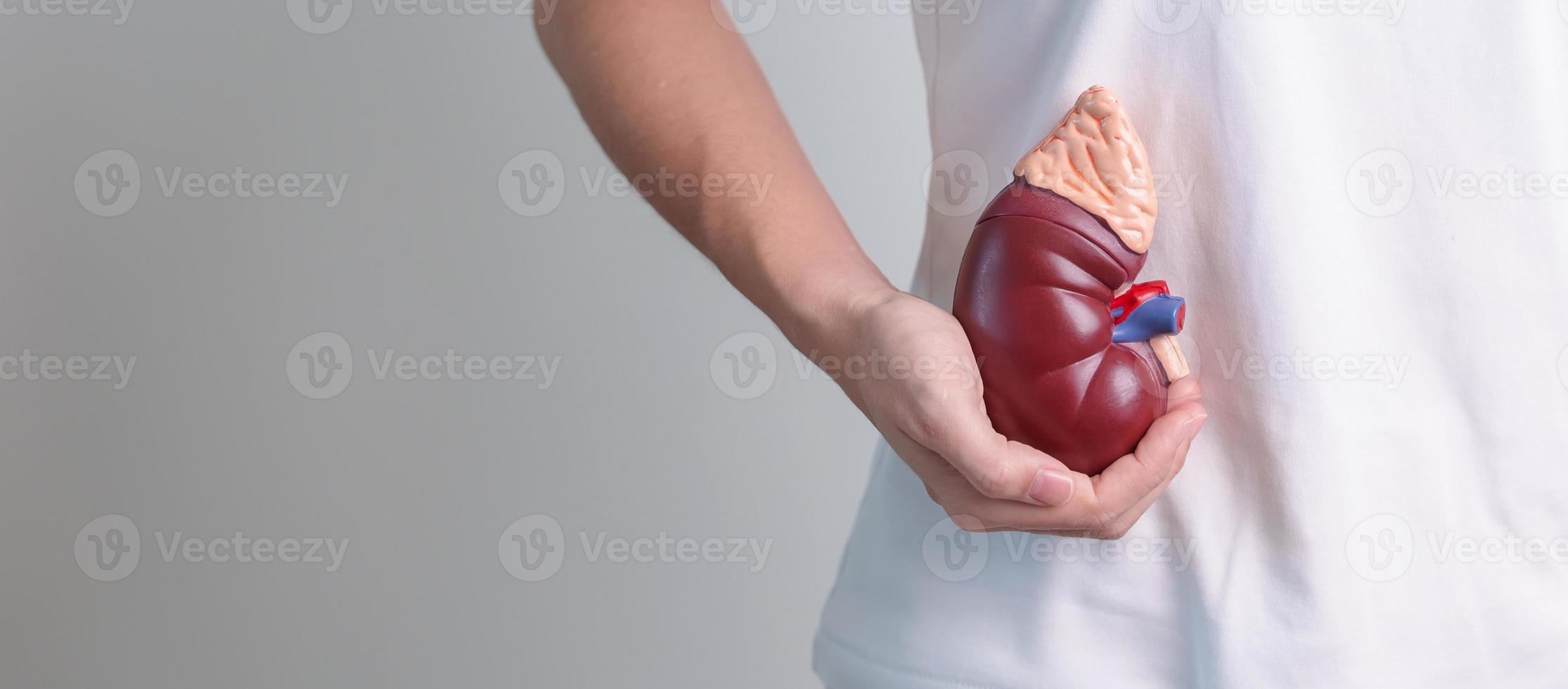 woman holding Anatomical human kidney Adrenal gland model. disease of Urinary system and Stones, Cancer, world kidney day, Chronic kidney and Organ Donor Day concept photo