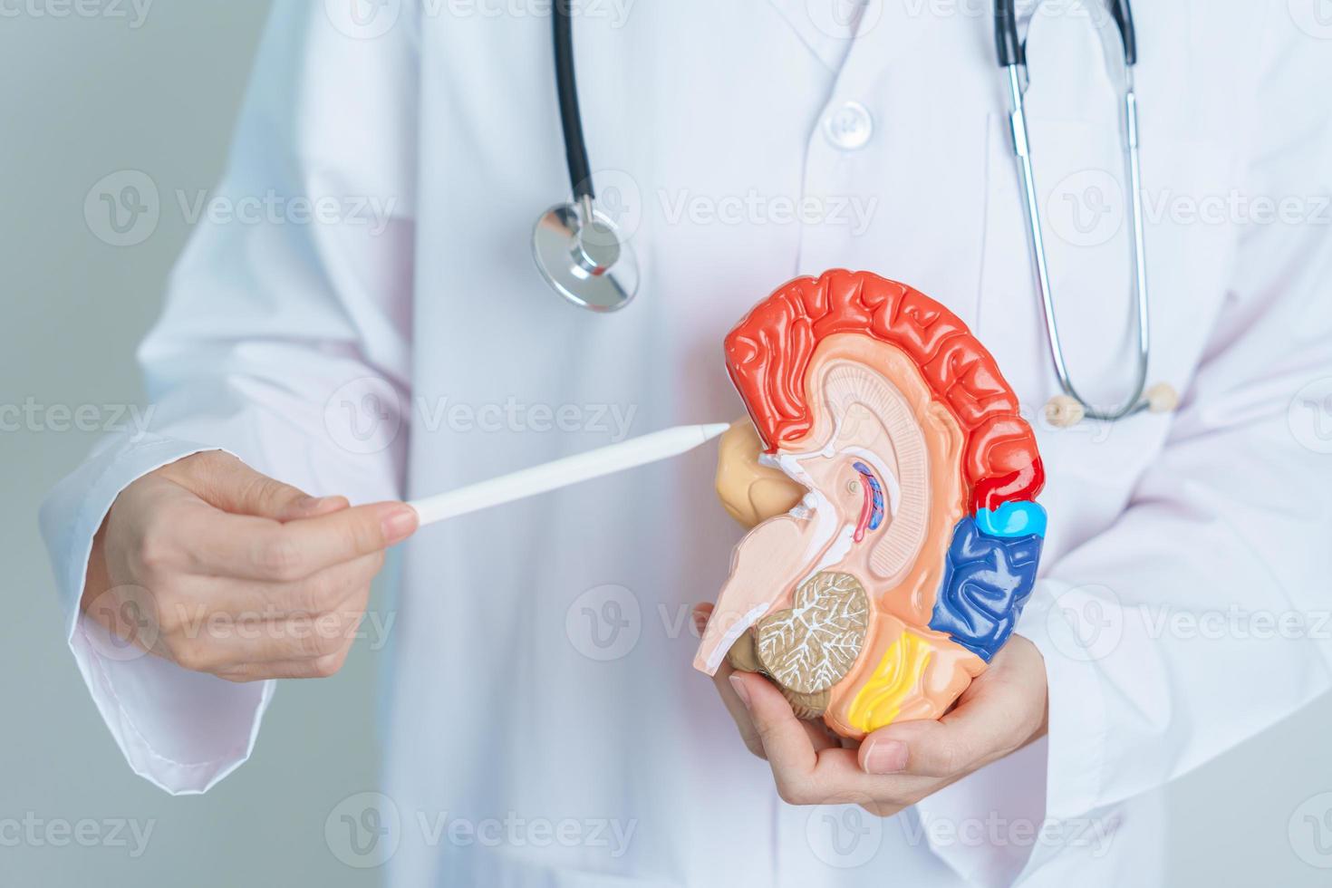 doctor holding human Brain model. World Brain Tumor day, Brain Stroke, Dementia, alzheimer, parkinson and world mental health concept photo