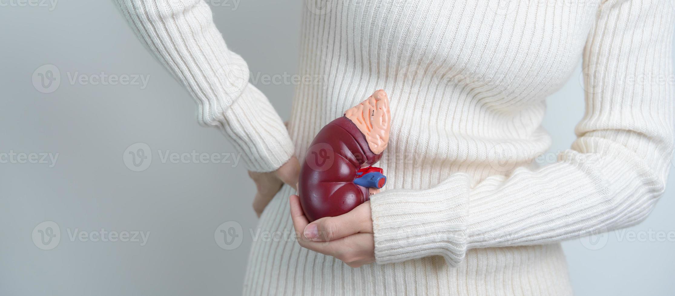 woman holding Anatomical human kidney Adrenal gland model. disease of Urinary system and Stones, Cancer, world kidney day, Chronic kidney and Organ Donor Day concept photo