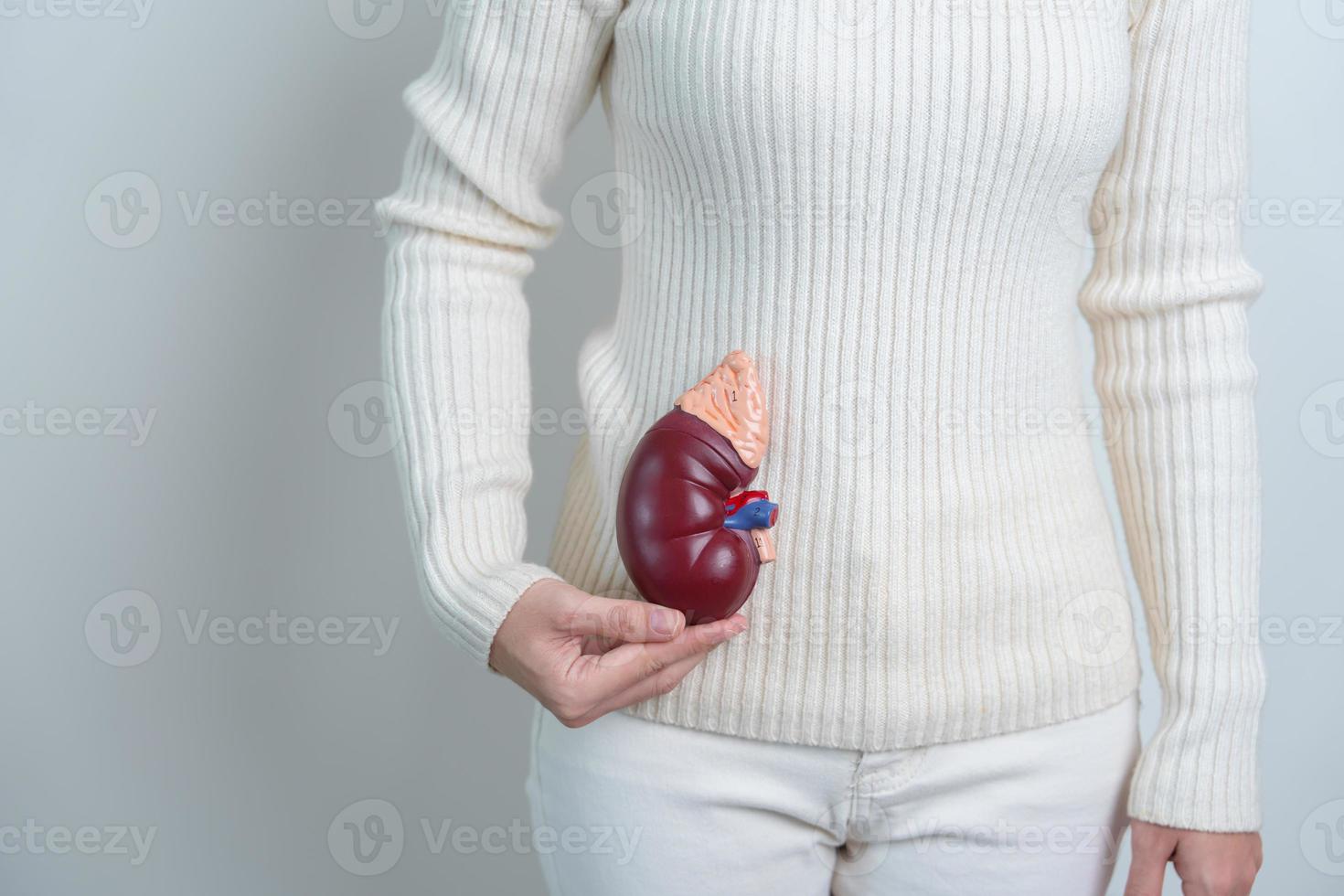 woman holding Anatomical human kidney Adrenal gland model. disease of Urinary system and Stones, Cancer, world kidney day, Chronic kidney and Organ Donor Day concept photo