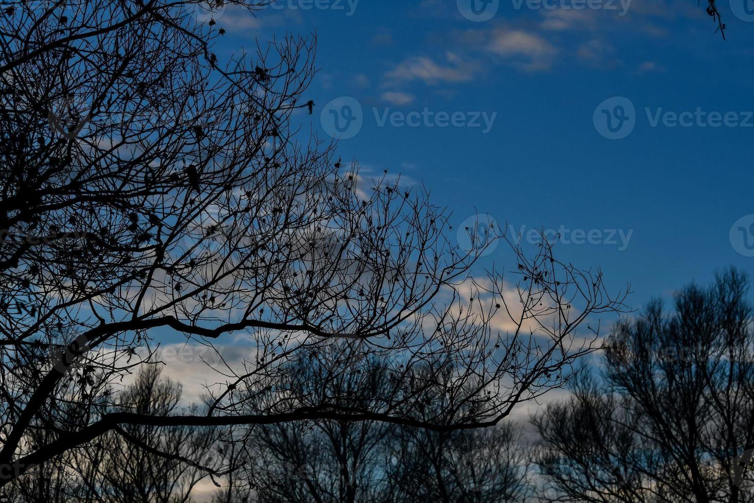 Trees in the forest photo