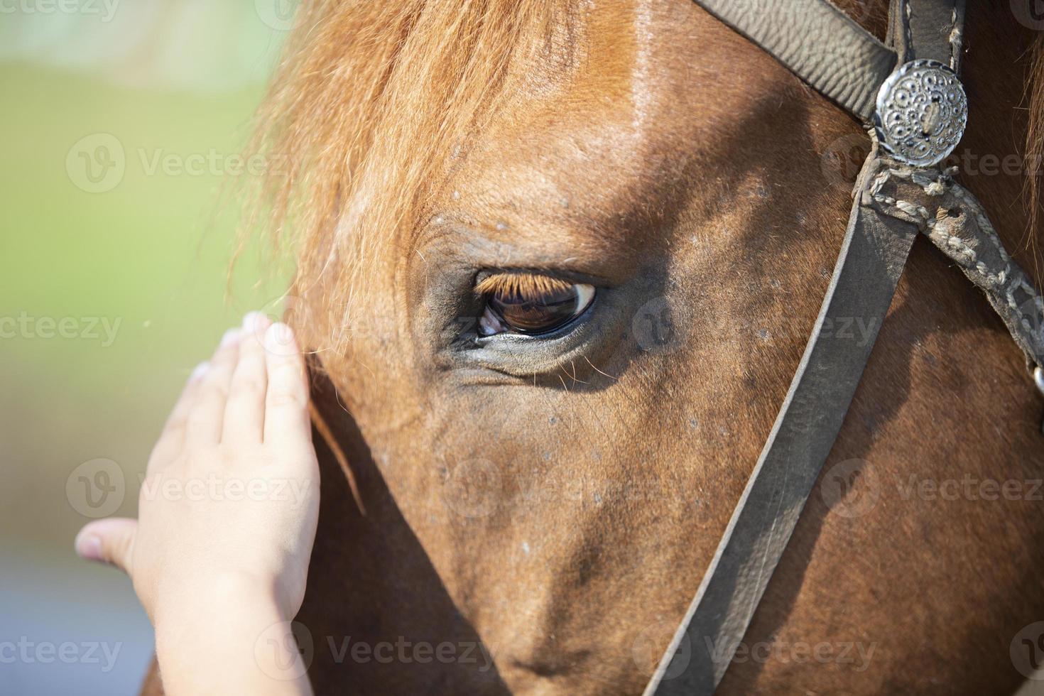 Close-up of a man's hand stroking the face of a horse. photo