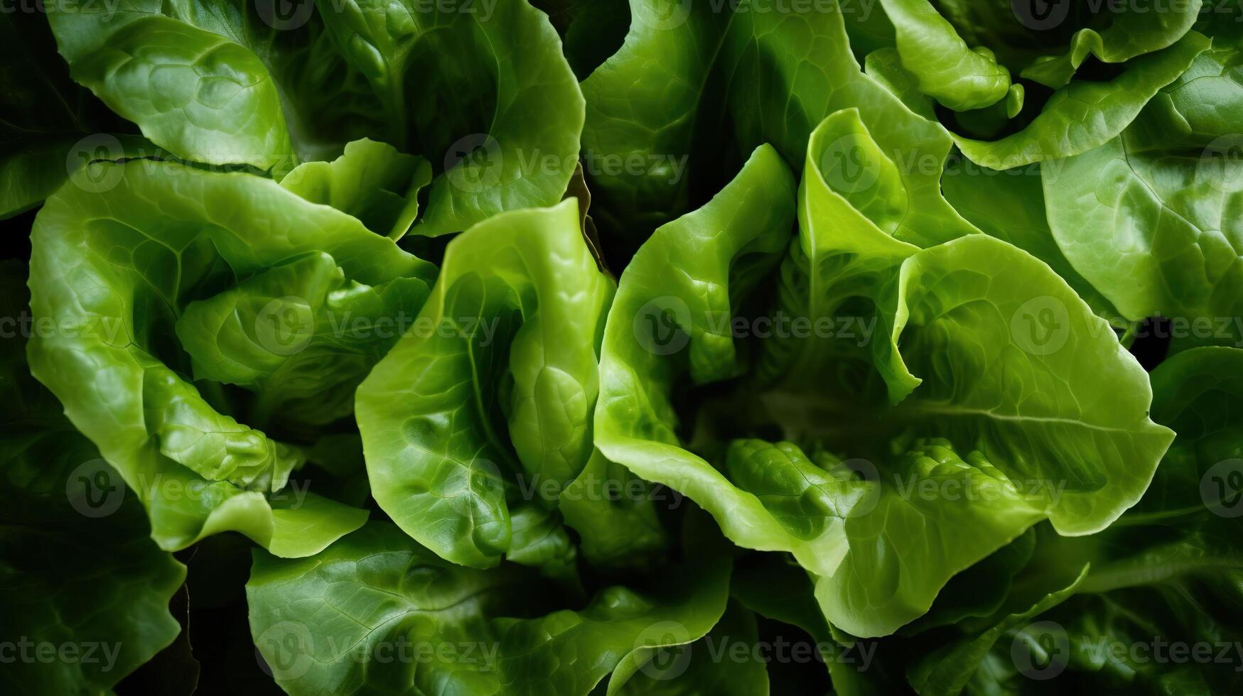 , Lettuce macro photorealistic illustration, agricultural plants. Nature organic healthy farm food concept, horizontal banner. photo
