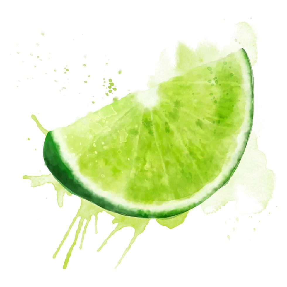 Watercolor fresh green summer illustration of lime slice. Isolated illustration on a white background, for postcards, patterns, and textiles. vector