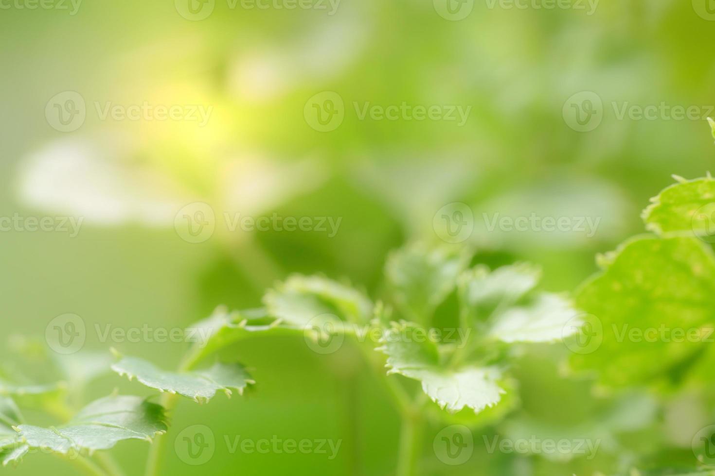 Green leaves pattern for summer or spring season concept,leaf blur textured,nature background photo