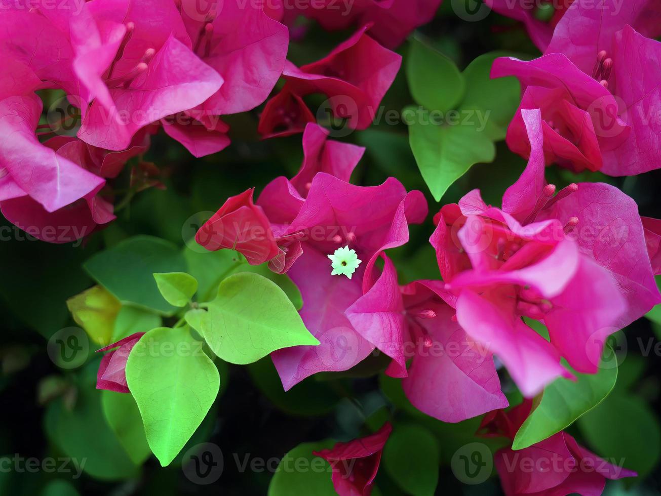 Close up of bright pink, magenta, Bougainvilleas Bouquet flowers blooming on tree, floral background photo