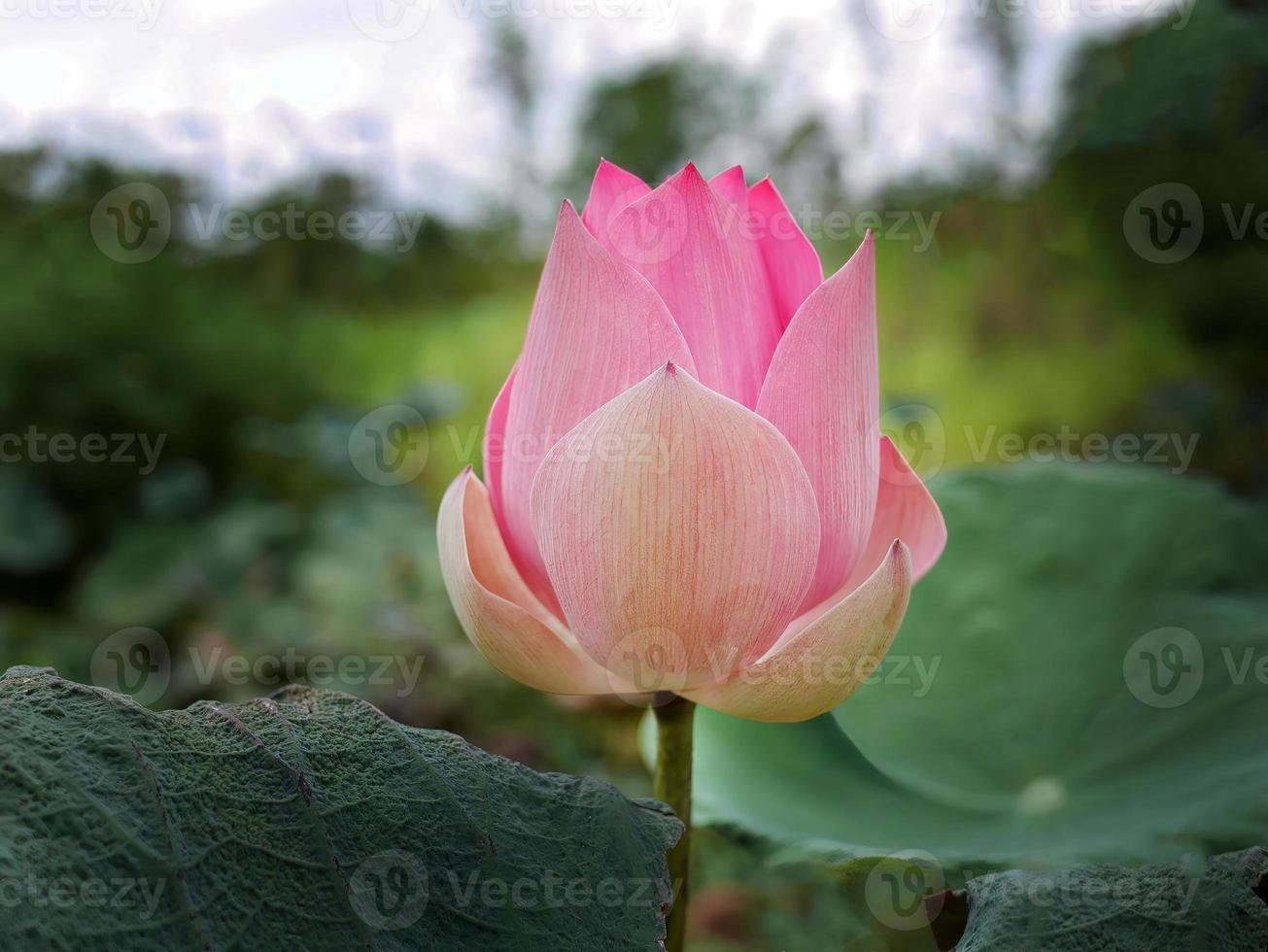 Close up big button of single, pink lotus, water lily, pastel sweet color floating in the pond, green leave background, meditation, peaceful, relax, zen photo