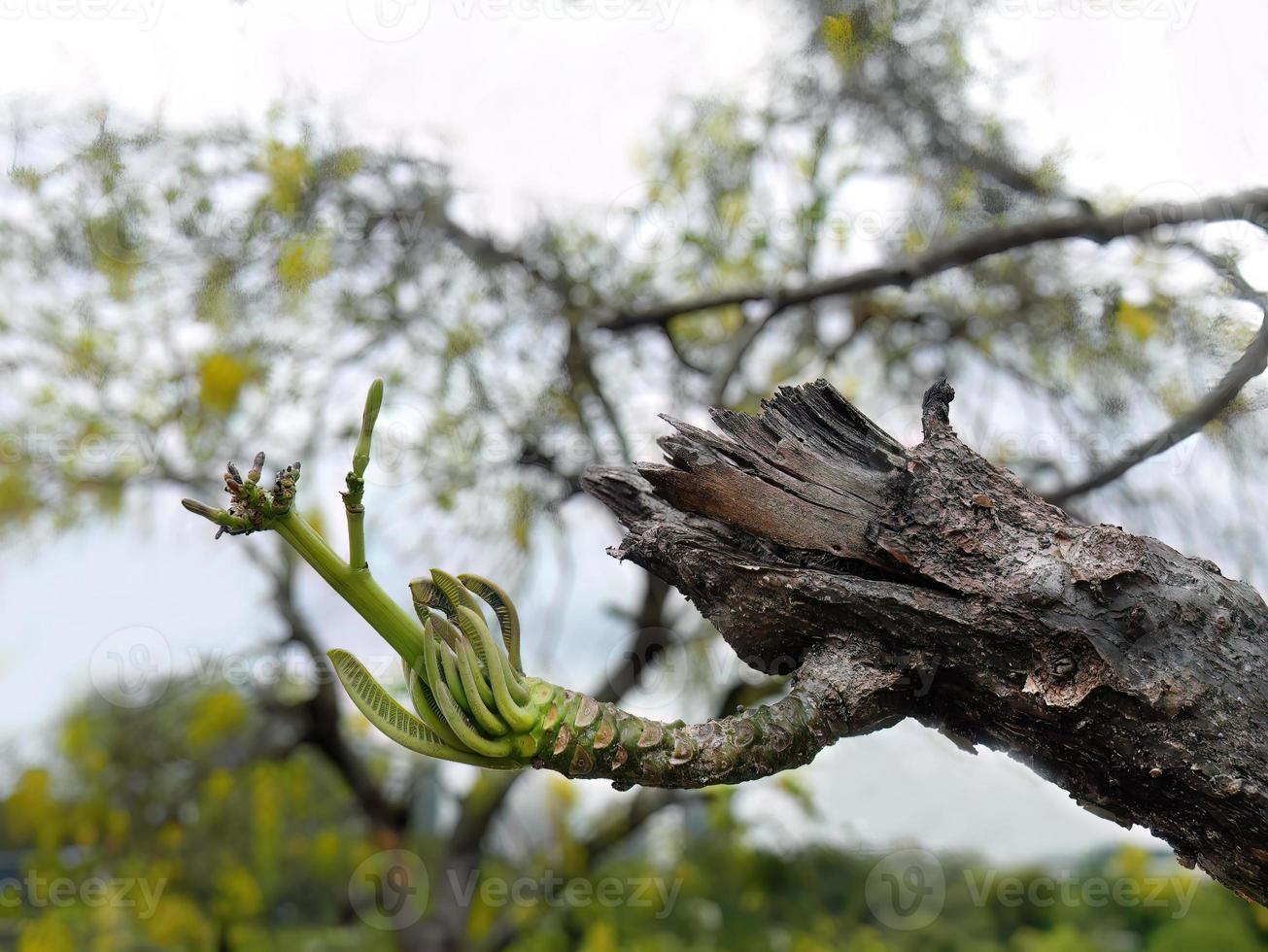 selectivo enfocar, nuevo vida de verde joven dispara creciente desde antiguo roto tocones, renacimiento, negocio crecimiento concepto, nuevo círculo, borroso antecedentes foto