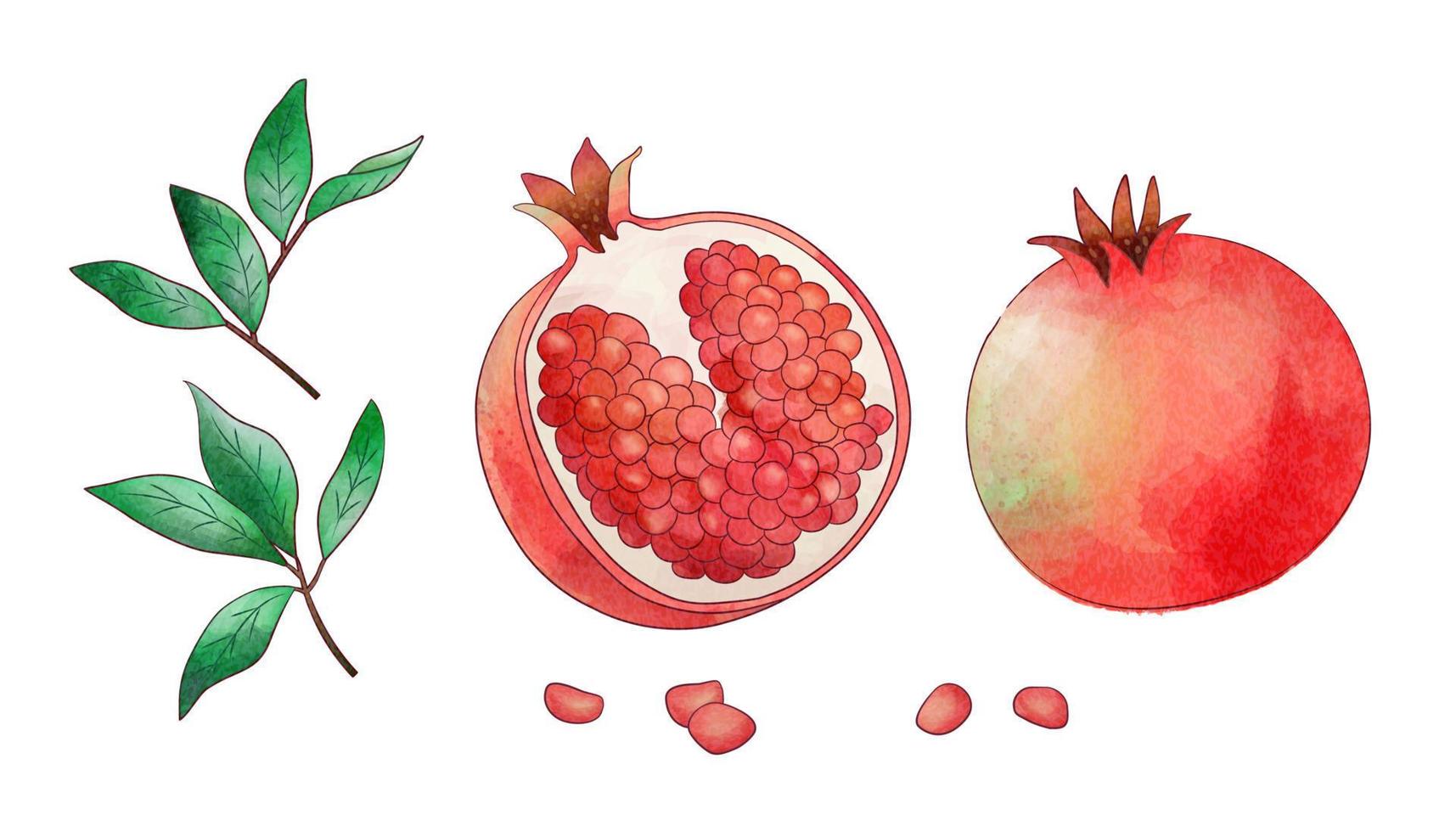 Natural and organic watercolor pomegranate elements isolated on white background. vector