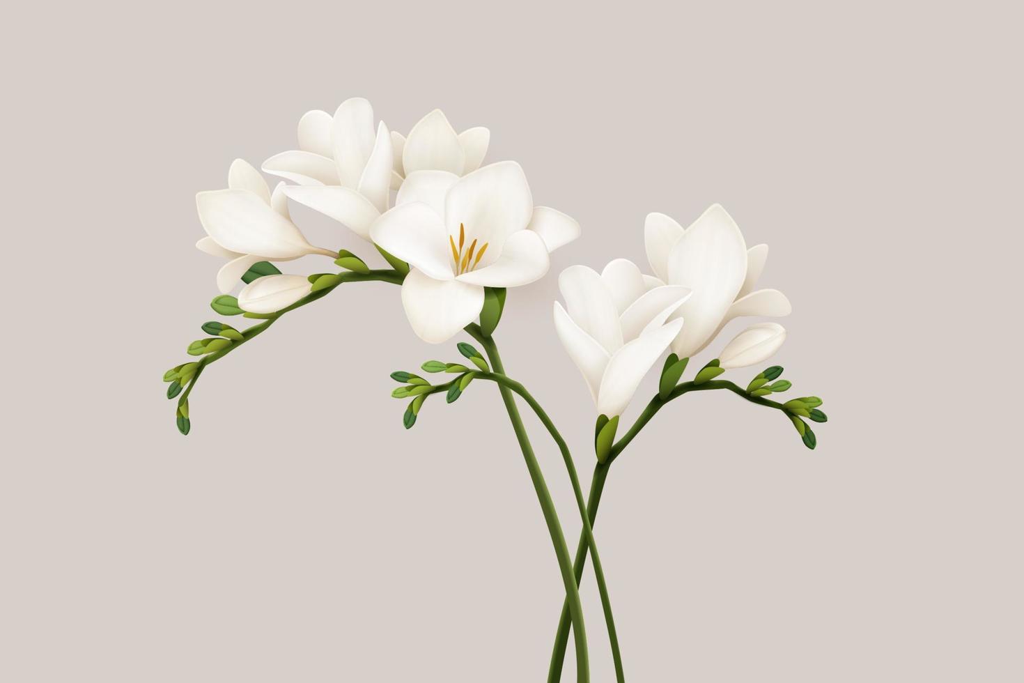 3d illustration of beautiful white freesia flowers on light beige color background vector