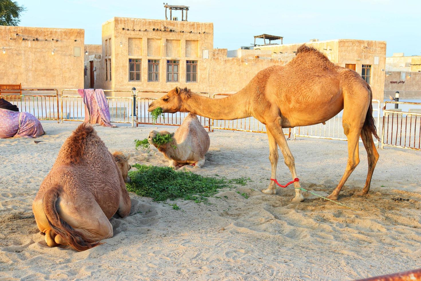Three camels on the sand ,grass lying in front of them,outdoor photo