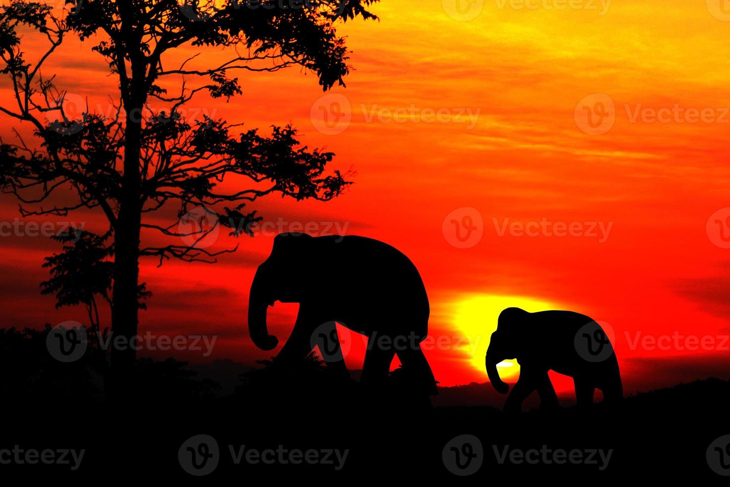 silhouette elephant family herd animals wildlife evacuate walking in twilight sunset beautiful background. with copy space add text photo