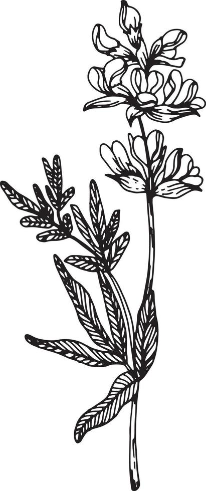 Linear wildflower flower. Hand drawn illustration. vector
