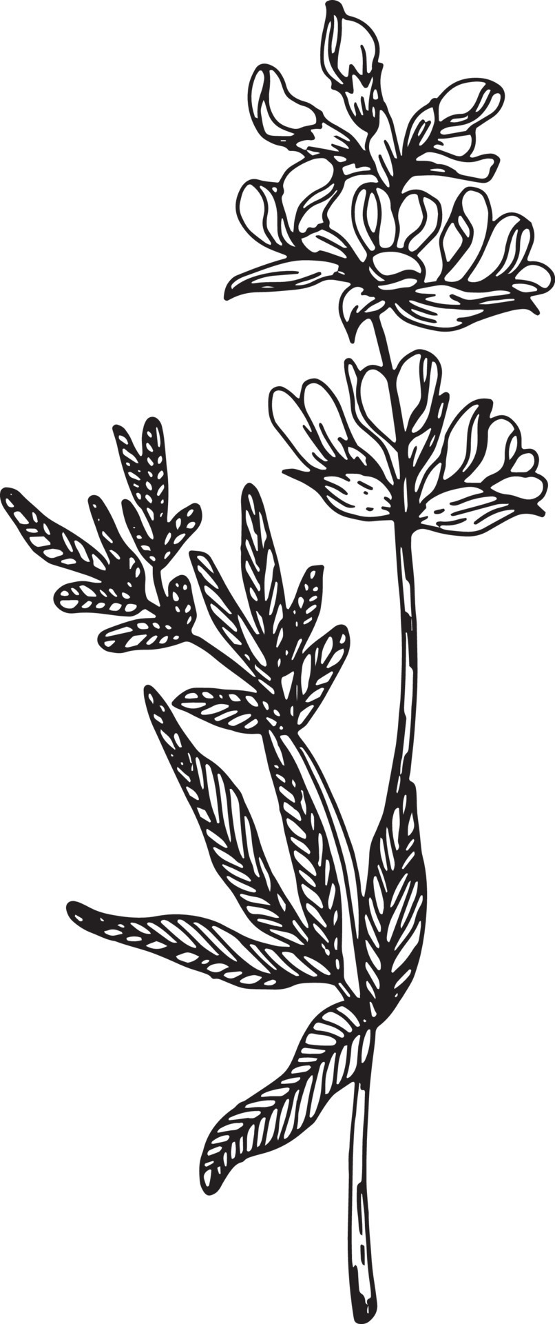 Linear wildflower flower. Hand drawn illustration. 21964081 Vector Art ...