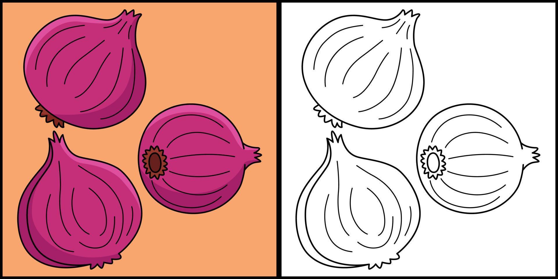 Onion Vegetable Coloring Page Colored Illustration vector