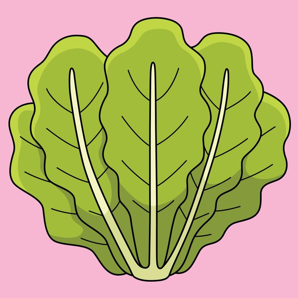 Romaine Lettuce Vegetable Colored Cartoon vector