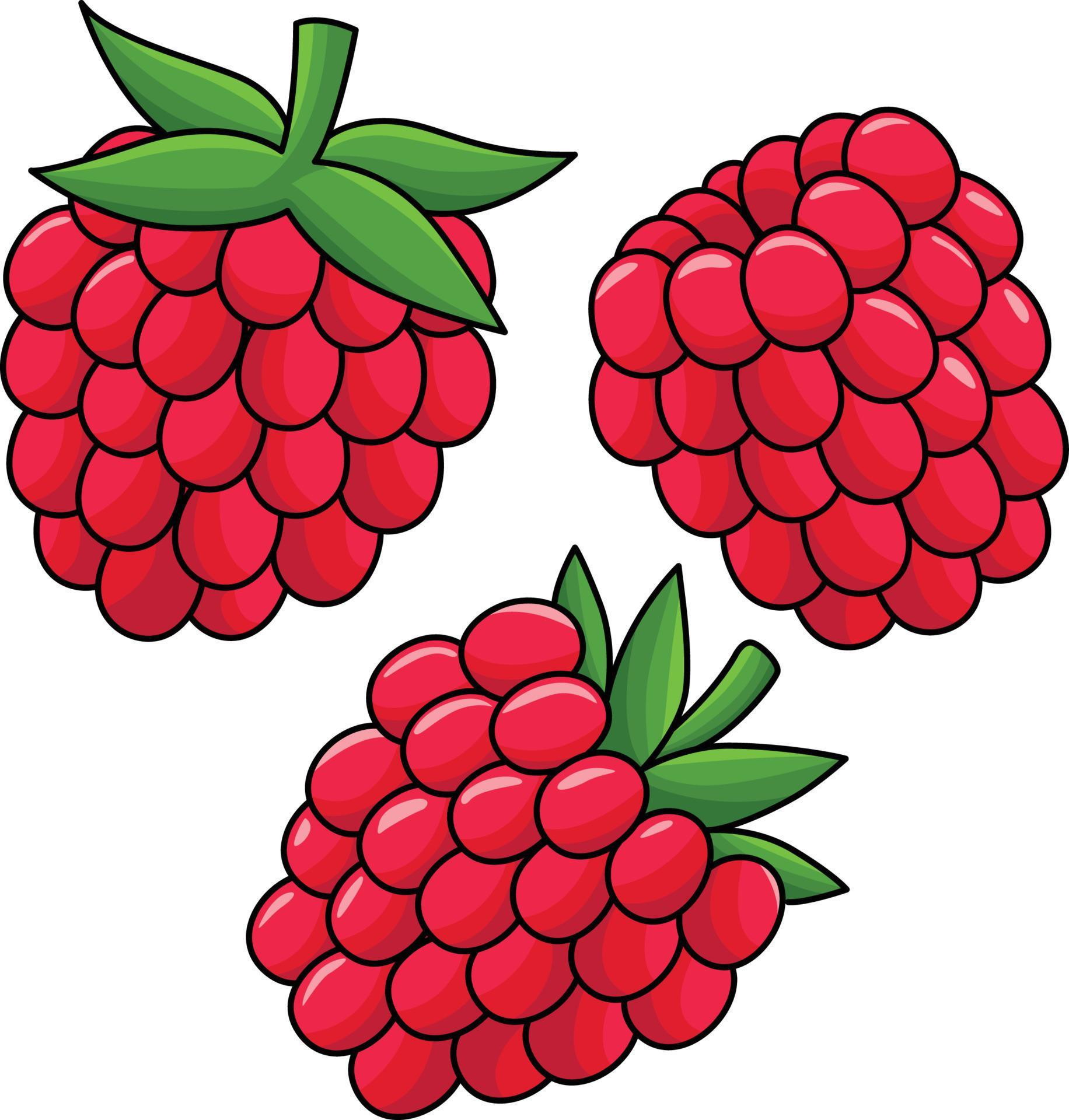Raspberry Fruit Cartoon Colored Clipart 21964589 Vector Art at Vecteezy
