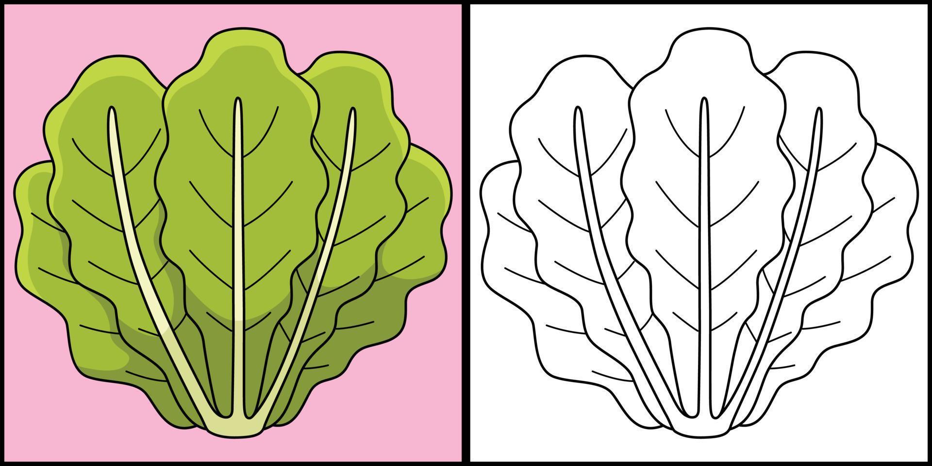 lechuga romana lechuga vegetal colorante ilustración vector