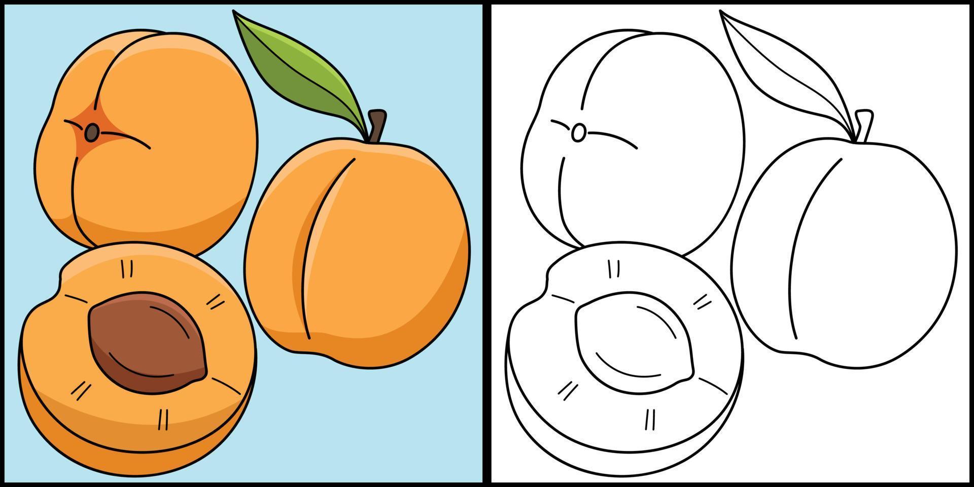 Apricot Fruit Coloring Page Colored Illustration vector