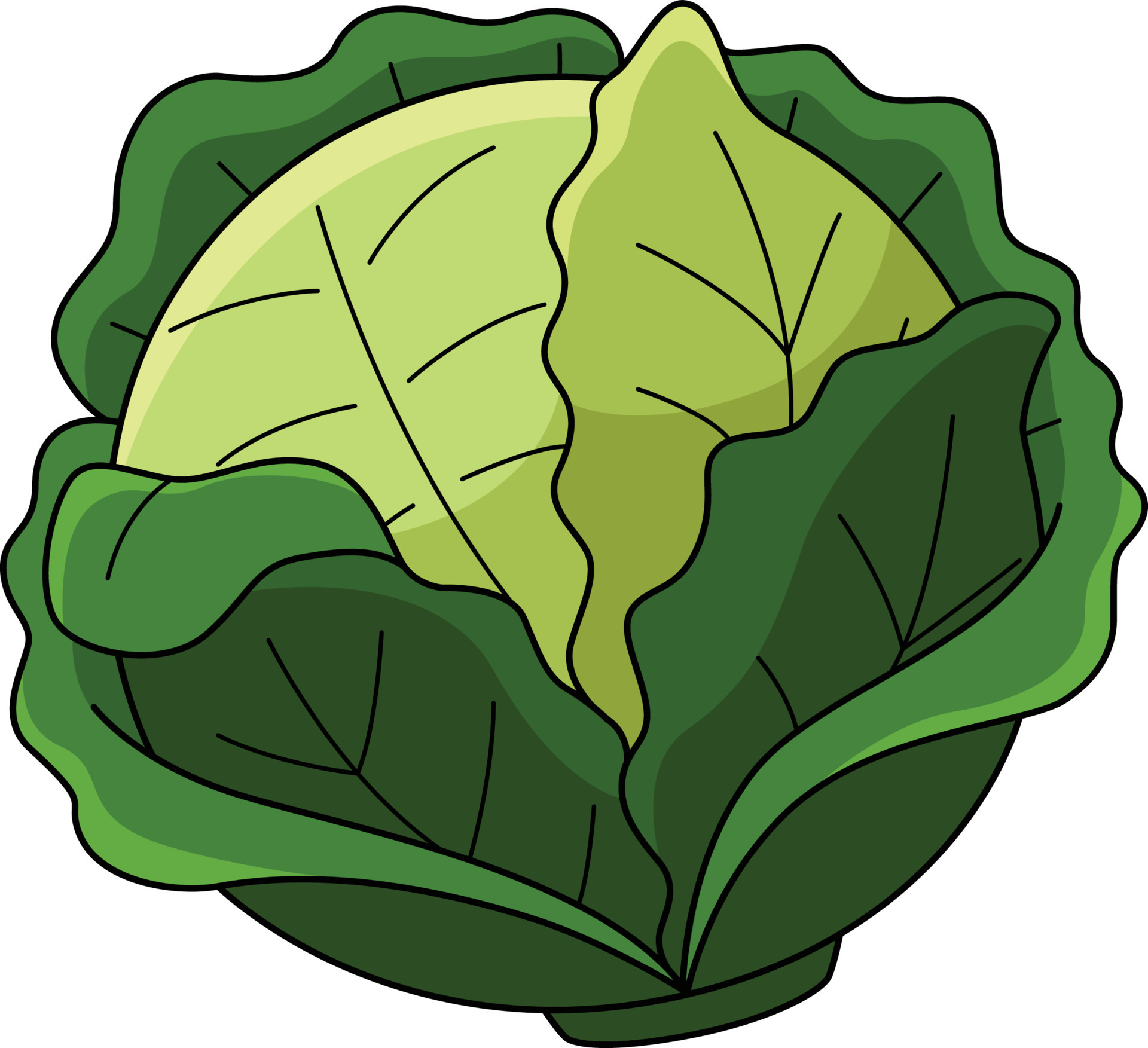 Cabbage Clip Art cabbage-clip-art