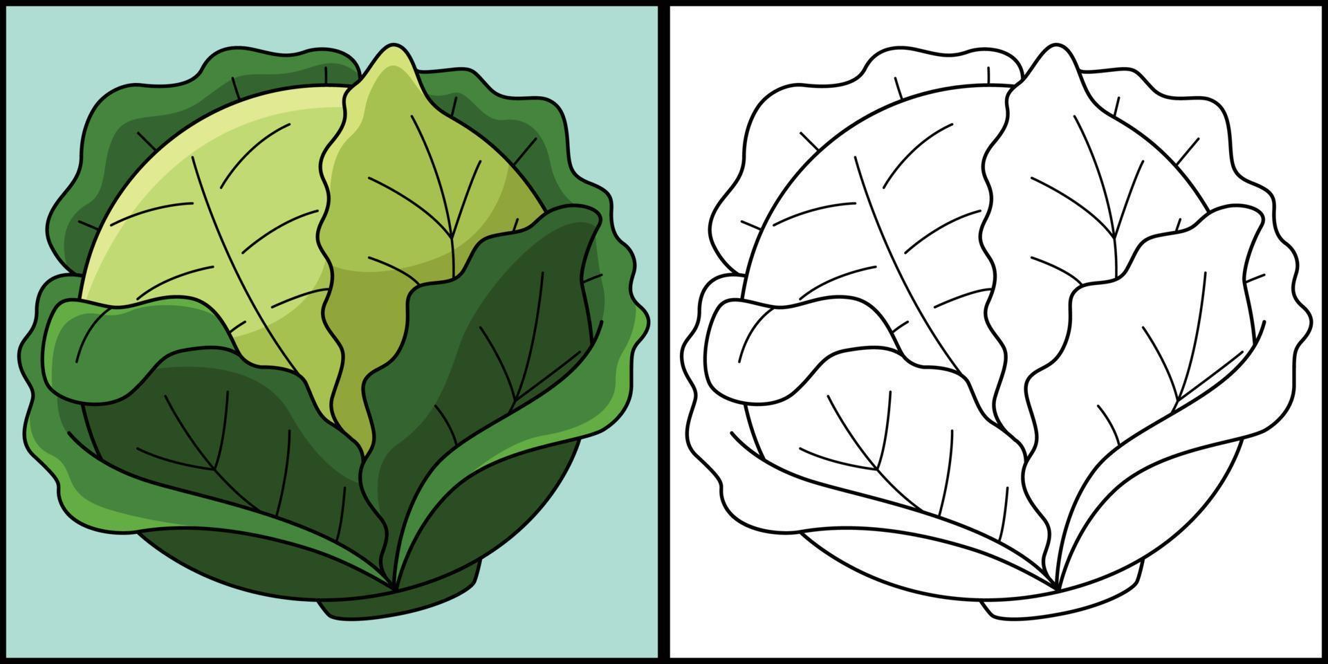 Cabbage Vegetable Coloring Page Illustration vector