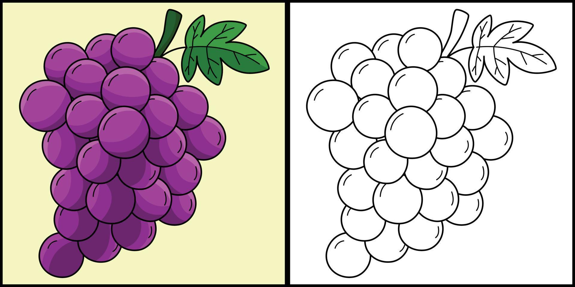 Grapes Fruit Coloring Page Colored Illustration vector