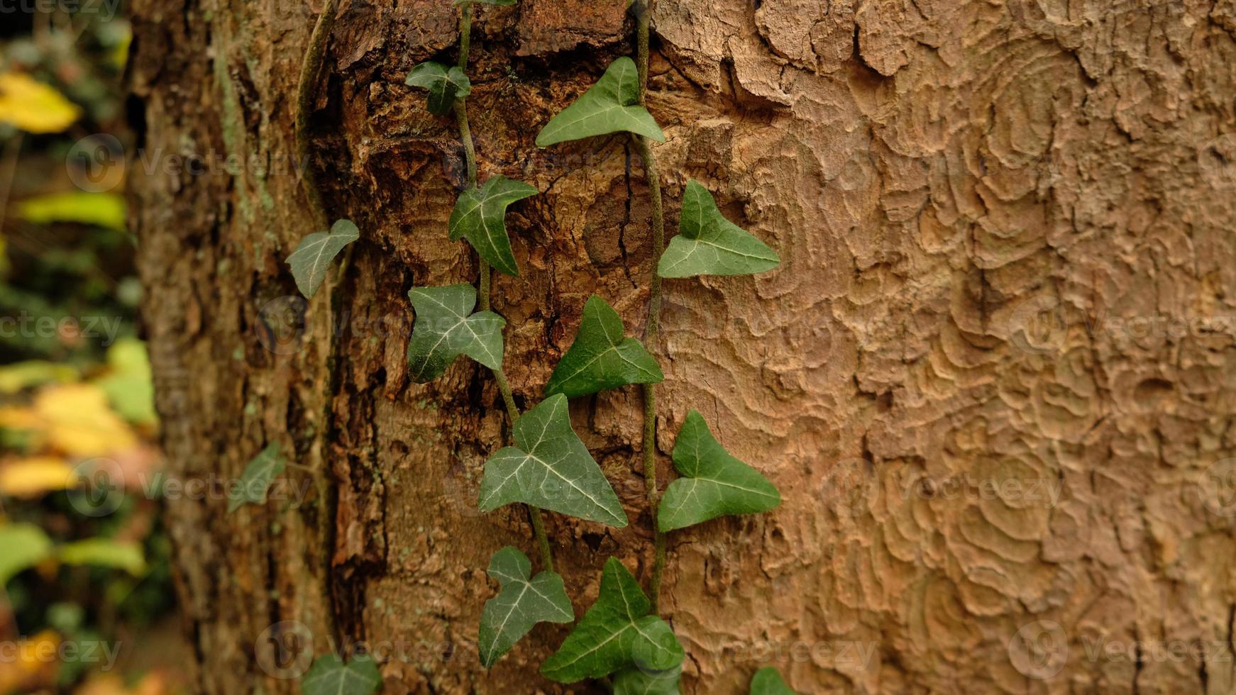 Tree bark pattern, brown natural background. Wooden textured background of tree trunk. Green ivy leaves on tree trunk in fall forest. Textured background of leaves. Selective focus. photo