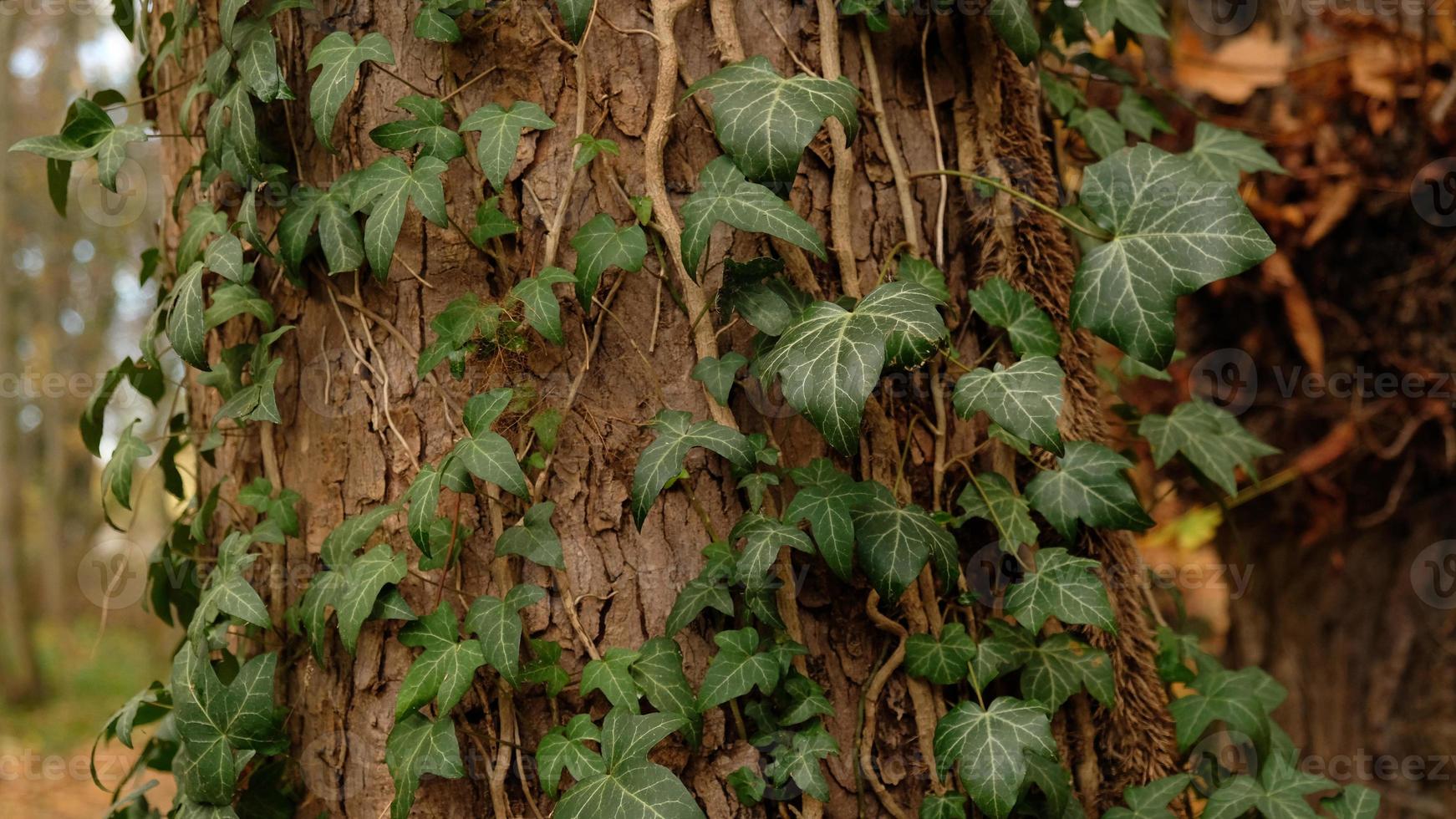 Tree bark pattern, brown natural background. Wooden textured background of tree trunk. Green ivy leaves on tree trunk in fall forest. Textured background of leaves. Selective focus. photo