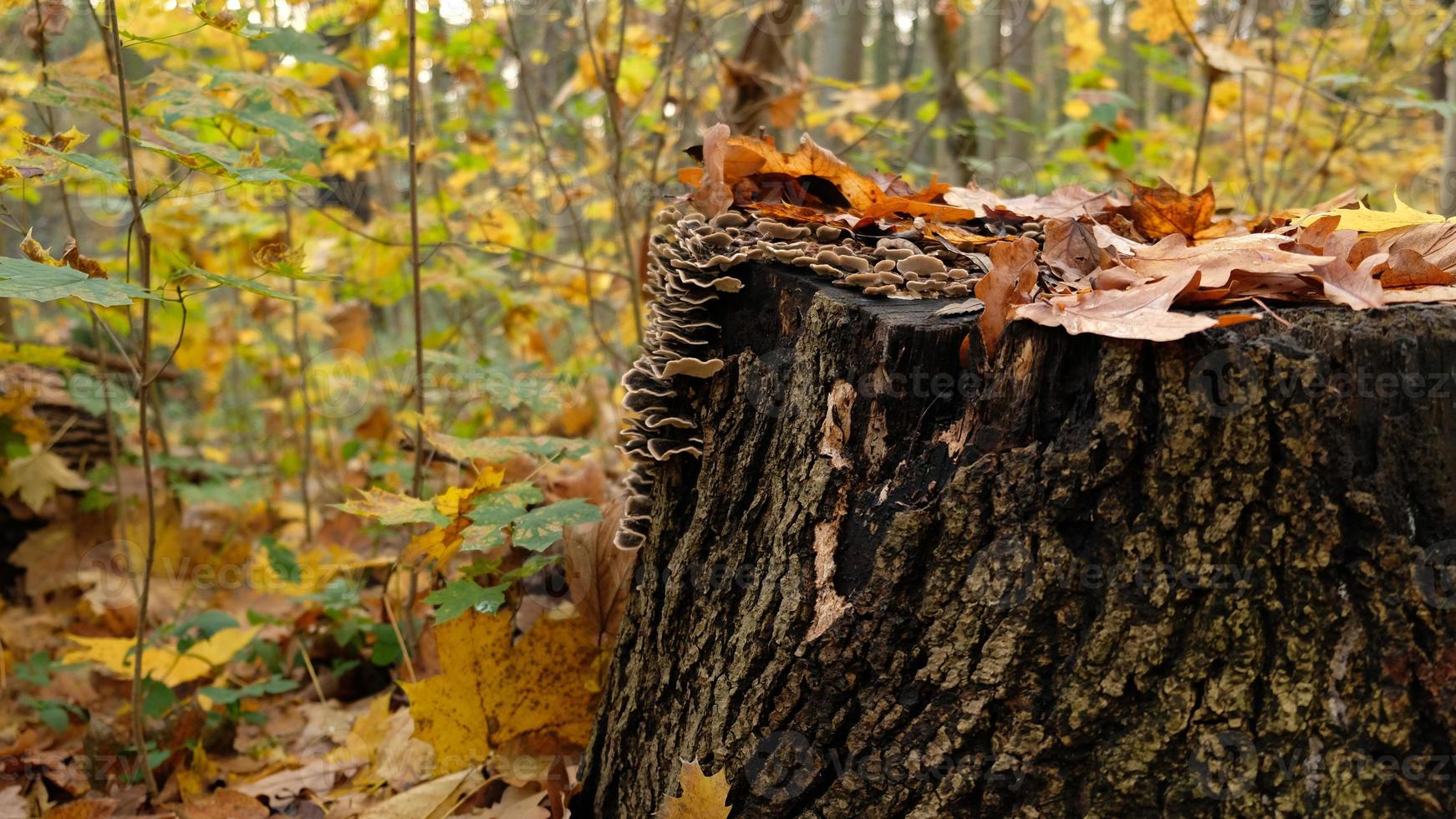 Mushrooms on a large stump in fall forest. Beautiful autumn card for a poster or postcard. The stump is covered mushrooms and autumn leaves. Parasitic mushrooms on trees. photo
