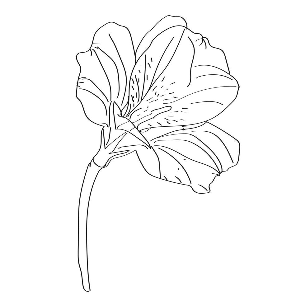 Flower isolated on transparent background. vector