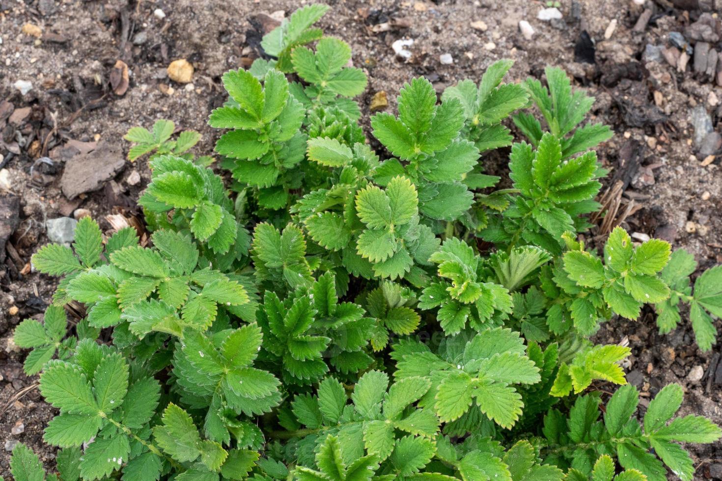 agrimonia, eupatoria, es un importante medicinal planta con amarillo flores eso es un hermosa perenne planta y es además usado en medicamento. foto