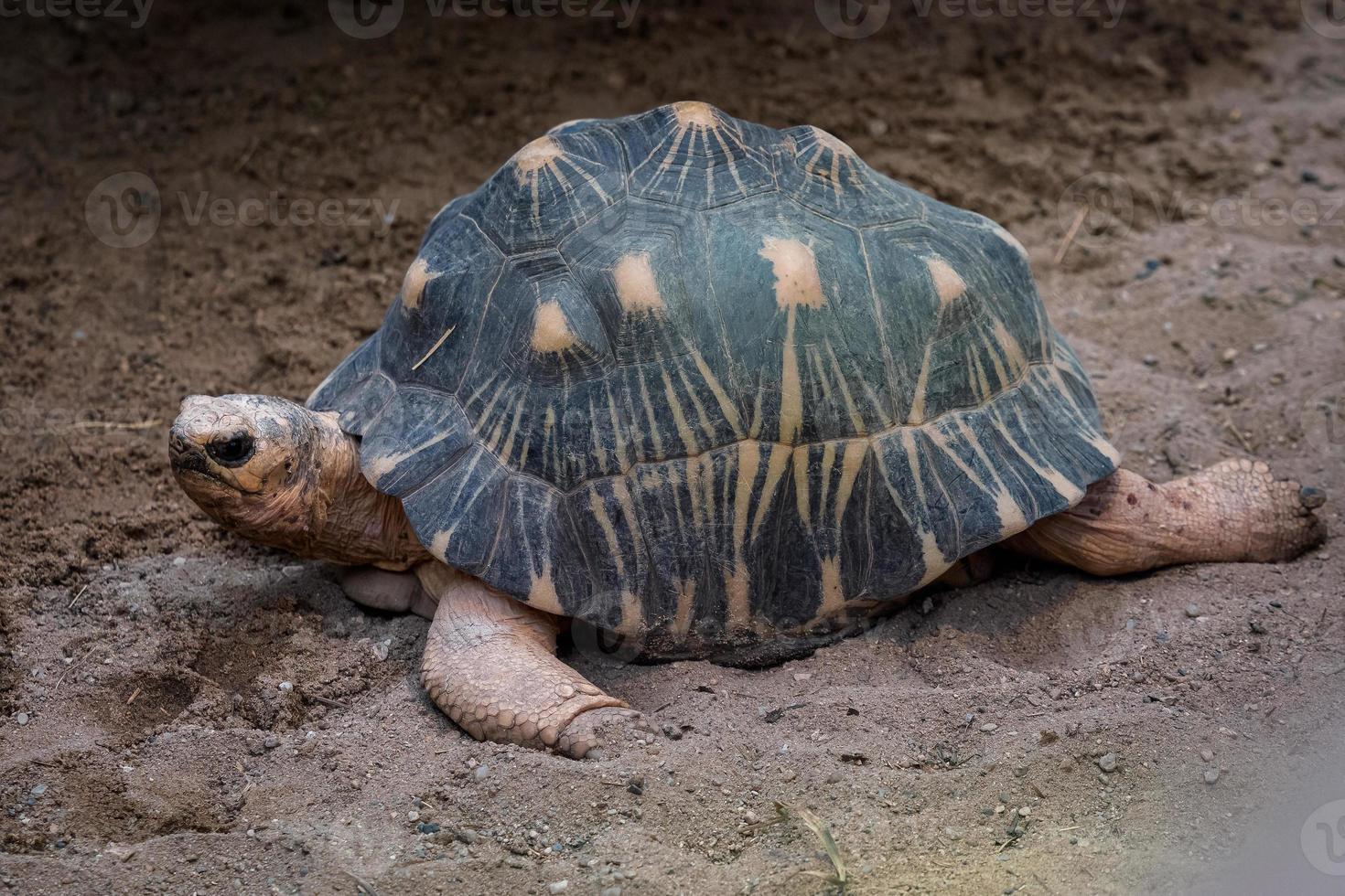 tortuga radiada caminando sobre el suelo, astrochelys radiata. especies de tortugas en peligro crítico, endémicas de madagascar. foto