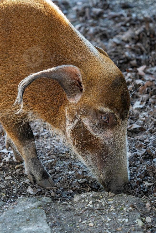 Red River Hog looking for food. photo