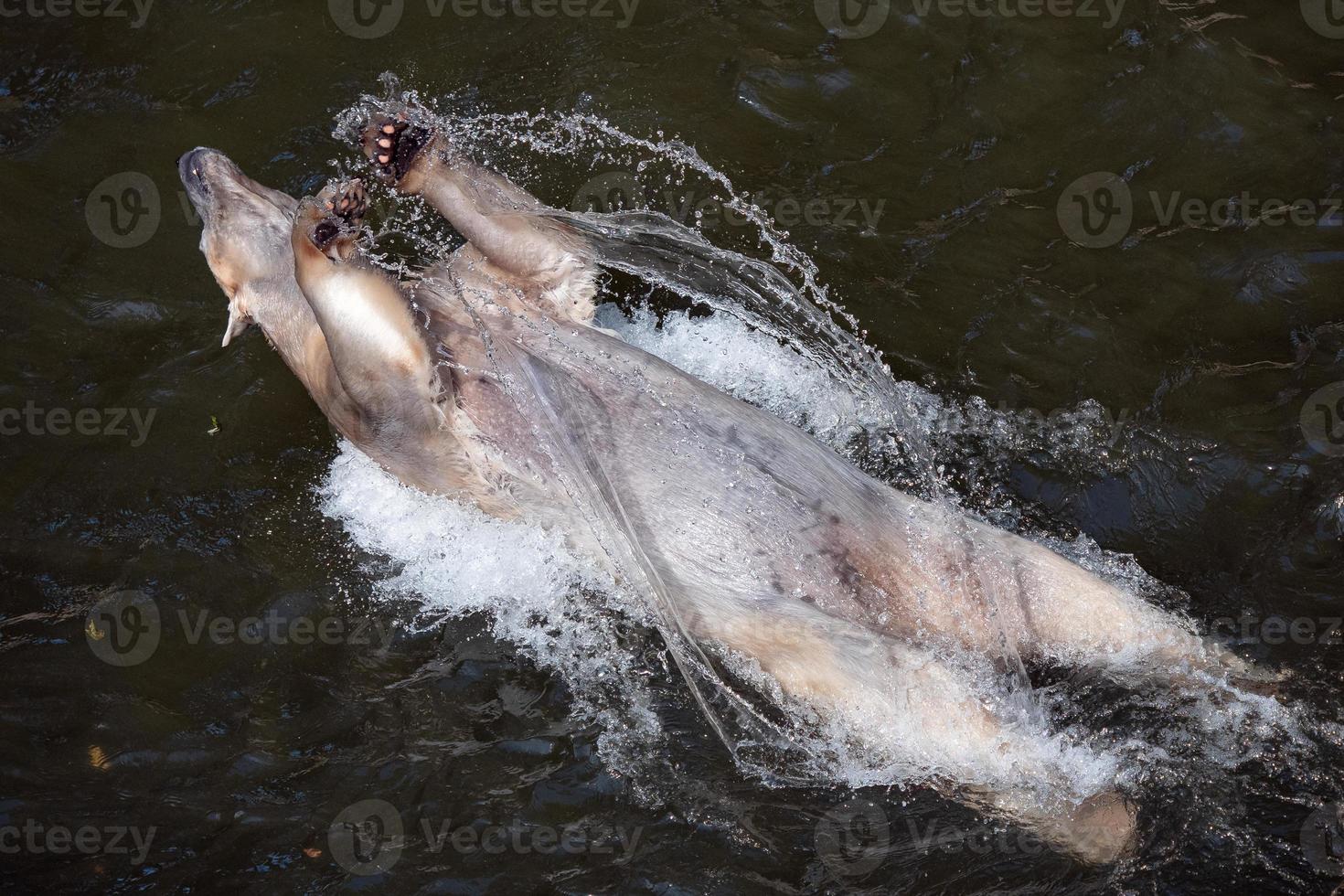 Polar bear bathing and playing in the water pool, Ursus maritimus photo