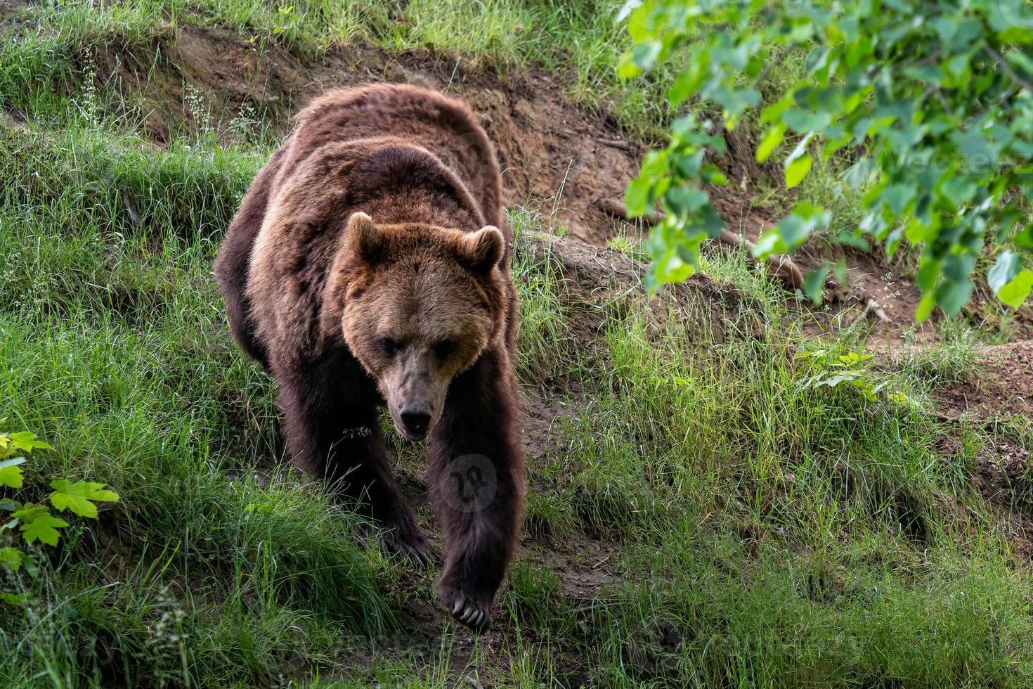 Brown bear Ursus arctos in the forest photo