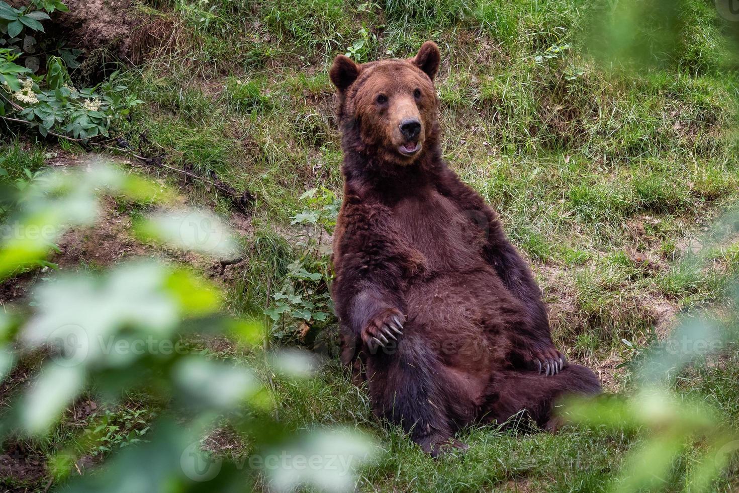 descansando marrón oso en el bosque foto