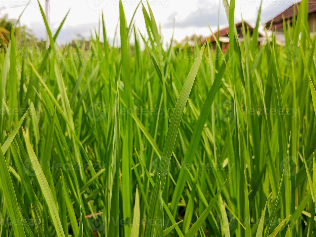 Rice field landscape with growing rice plants, agriculture in Indonesia, as a staple food source photo