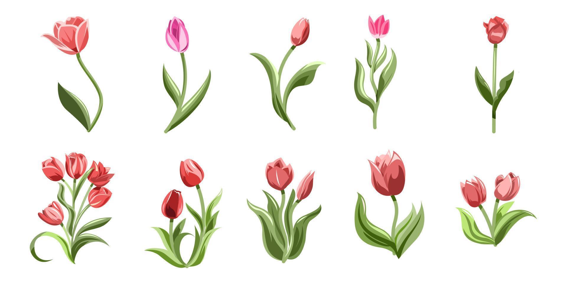 tulipán vector conjunto colección gráfico clipart diseño