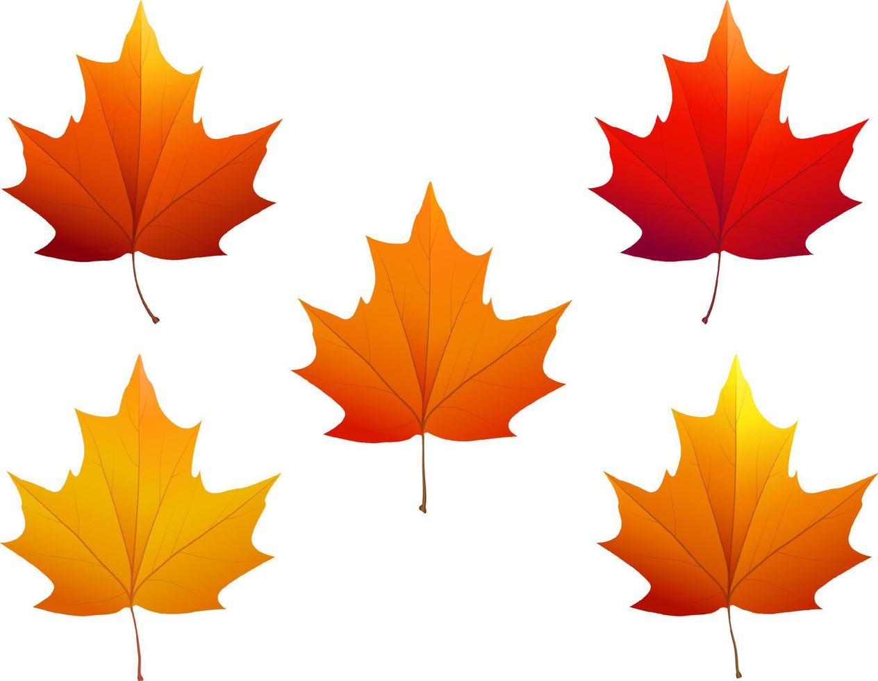 Autumn maple leaves of various colors. Vector illustration