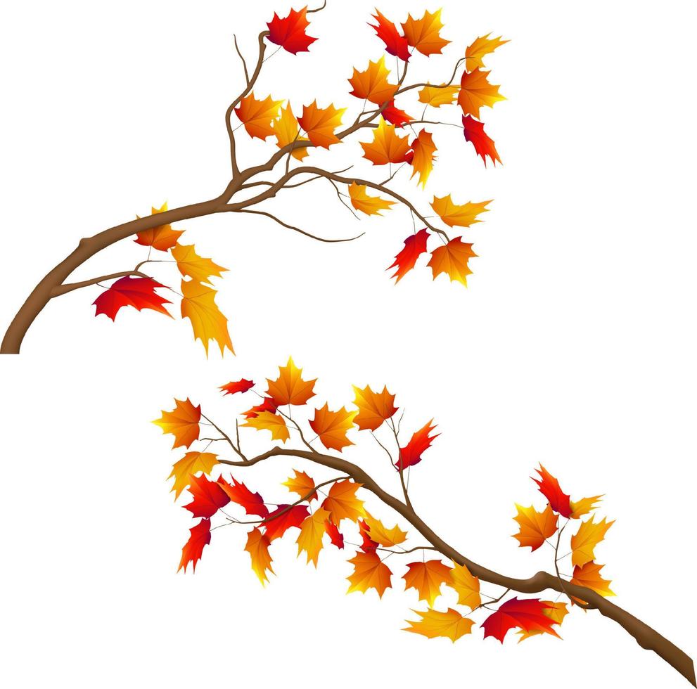 Realistic autumn tree branch set vector illustration